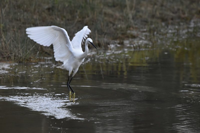 Aigrette garzette